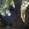 2,000-year-old Plane Tree