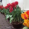 Амстердамский музей тюльпанов
