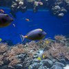National Aquarium Denmark