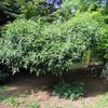 Botanical Garden Jevremovac