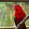 Куала-лумпурский парк птиц