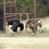 Африканский страус
