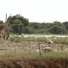 Prek Toal Bird Sanctuary