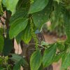 La Plantation Pepper Farm