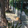 Tiger Park Pattaya