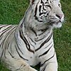 Бенгальский тигр (белая вариация)