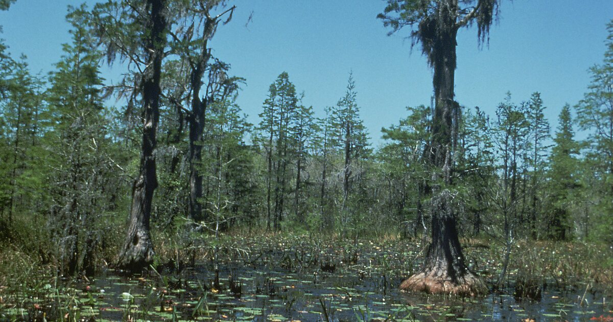 Okefenokee National Wildlife Refuge In Sygic Travel   612664395a40232133447d33247d38313031393739313036