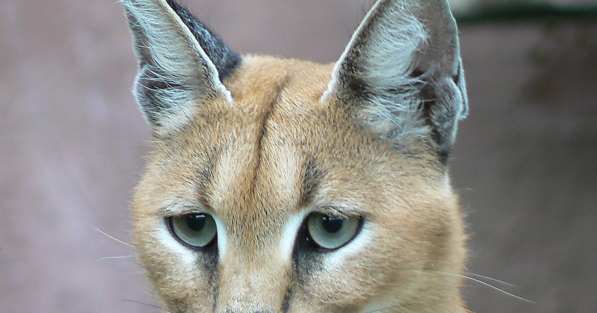 Caracal in Pradinas | Tripomatic