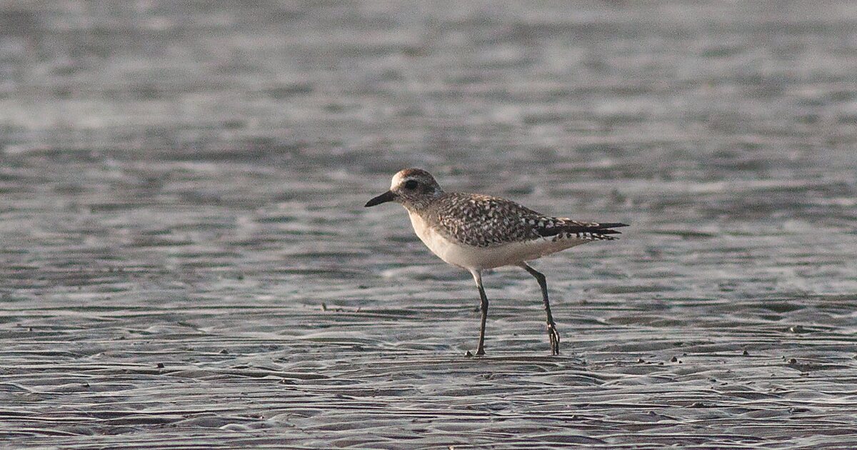 Gray plover in Wakiso Town, Uganda | Sygic Travel