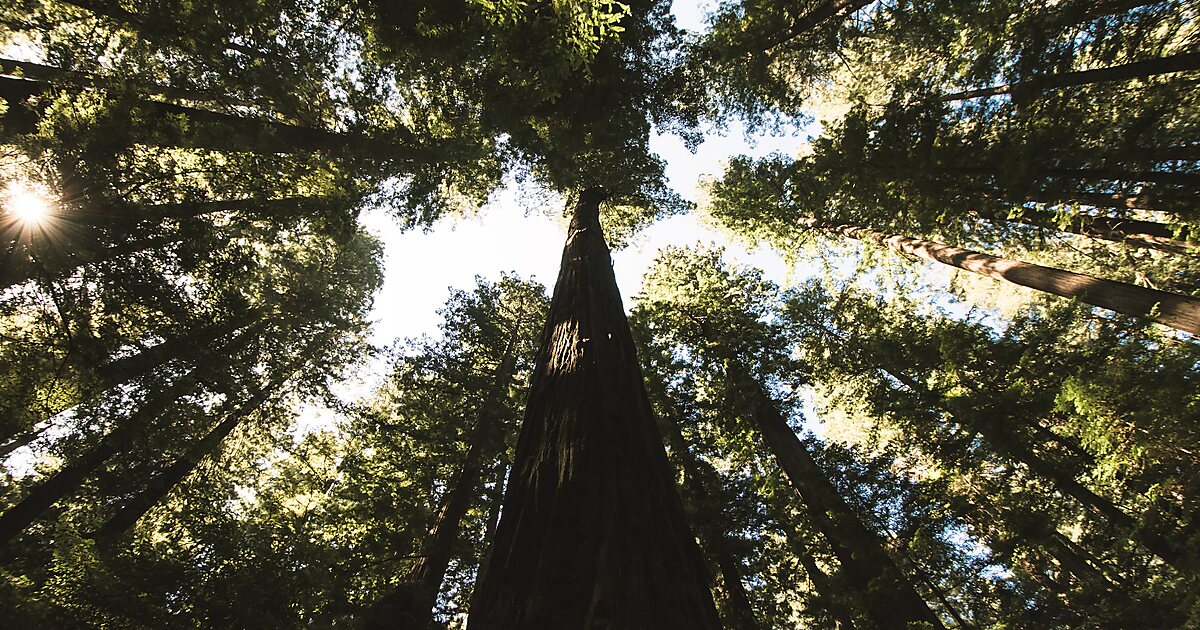 Thomas H. Kuchel Visitor Center in Humboldt County, California | Sygic ...