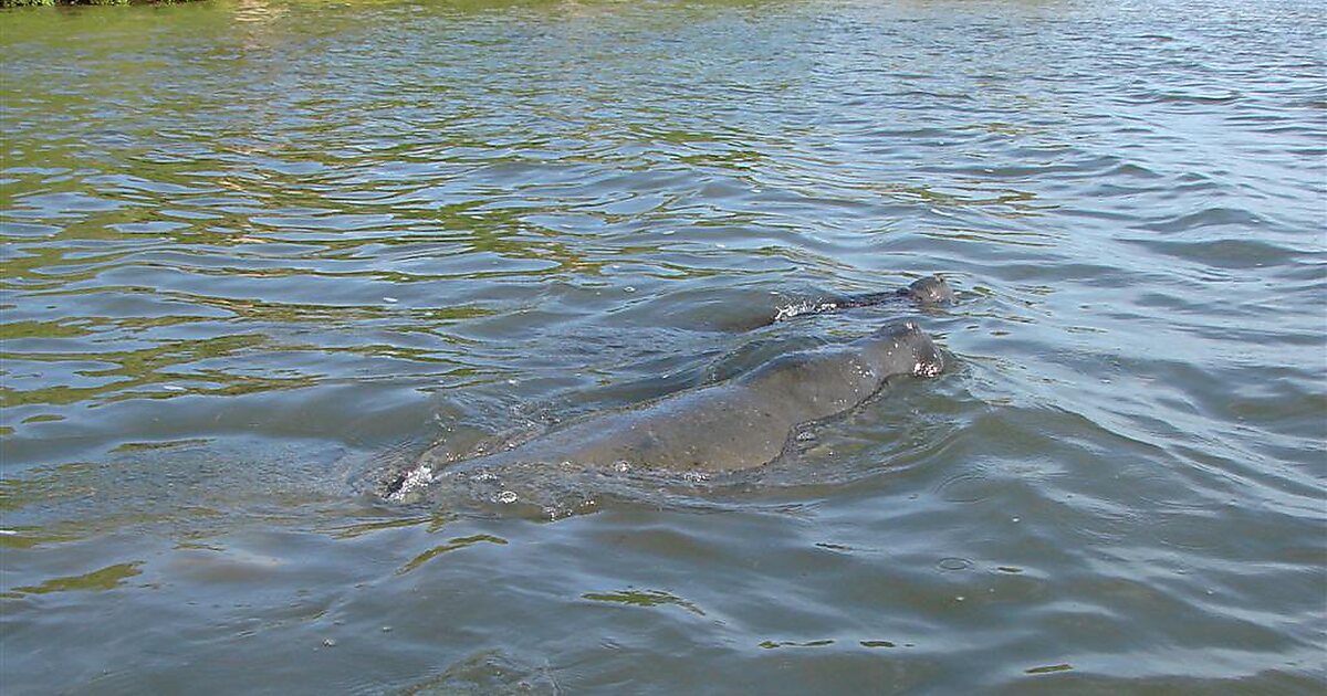 Mosquito Lagoon in Brevard County Sygic Travel