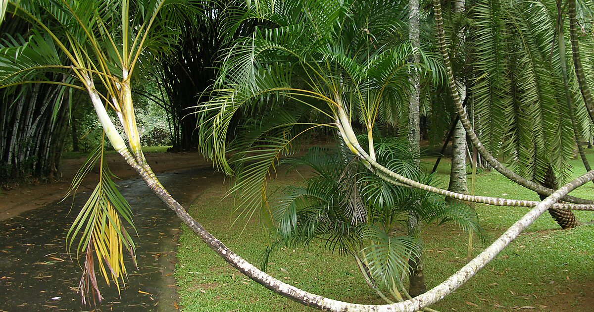 Königlicher Botanischer Garten Peradeniya in Kandy, Sri Lanka Tripomatic