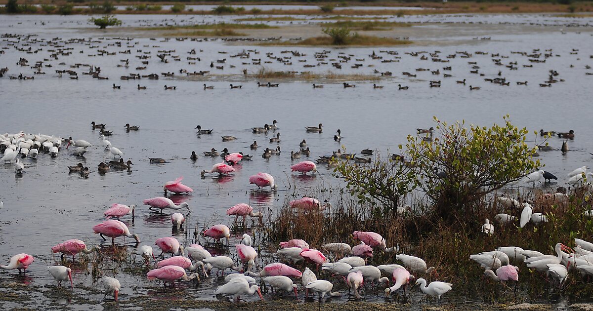 merritt-island-national-wildlife-refuge-in-florida-usa-sygic-travel