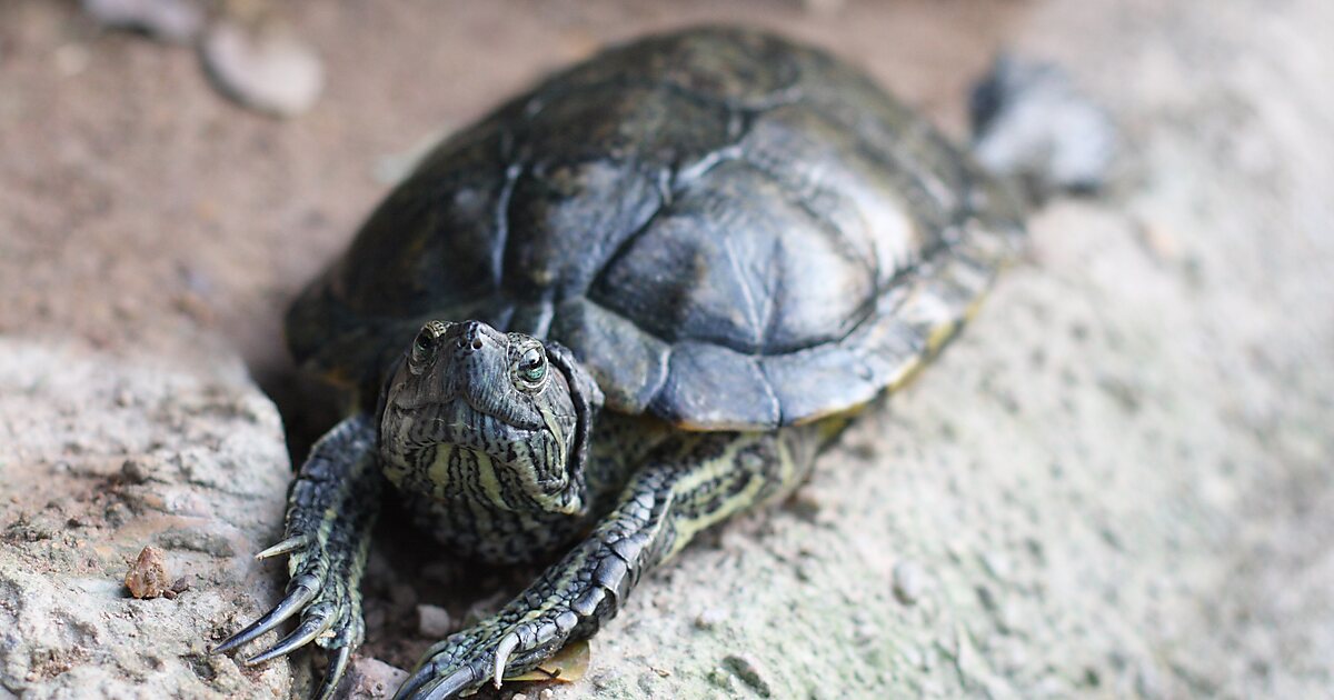 Turtle & Tortoise Live Museum in Yishun, Singapore Sygic Travel