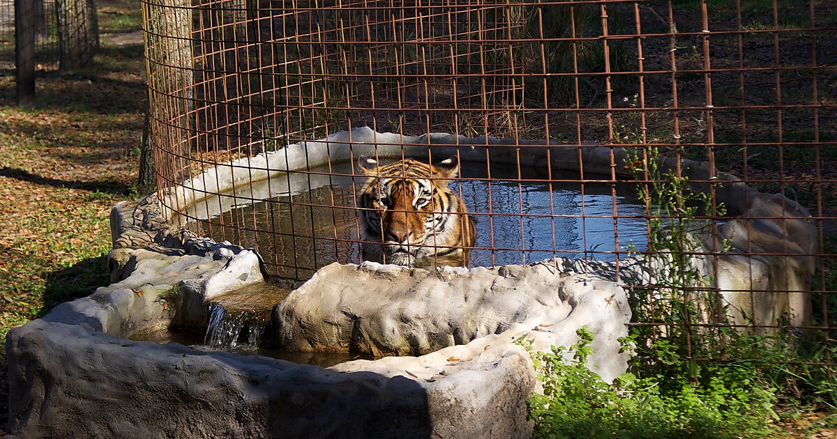 Big Cat Rescue in Hillsborough County, Florida, United States Sygic
