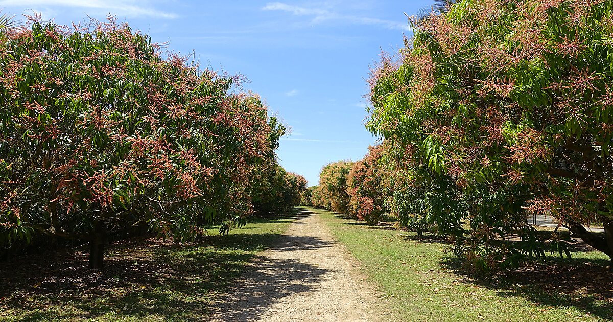 Fruit and Spice Park in MiamiDade County, Florida Sygic Travel