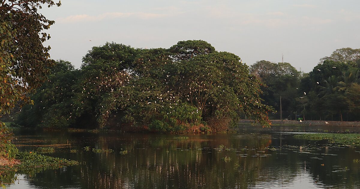 Bellanwila Attidiya Bird Sanctuary in Boralesgamuwa, Sri Lanka