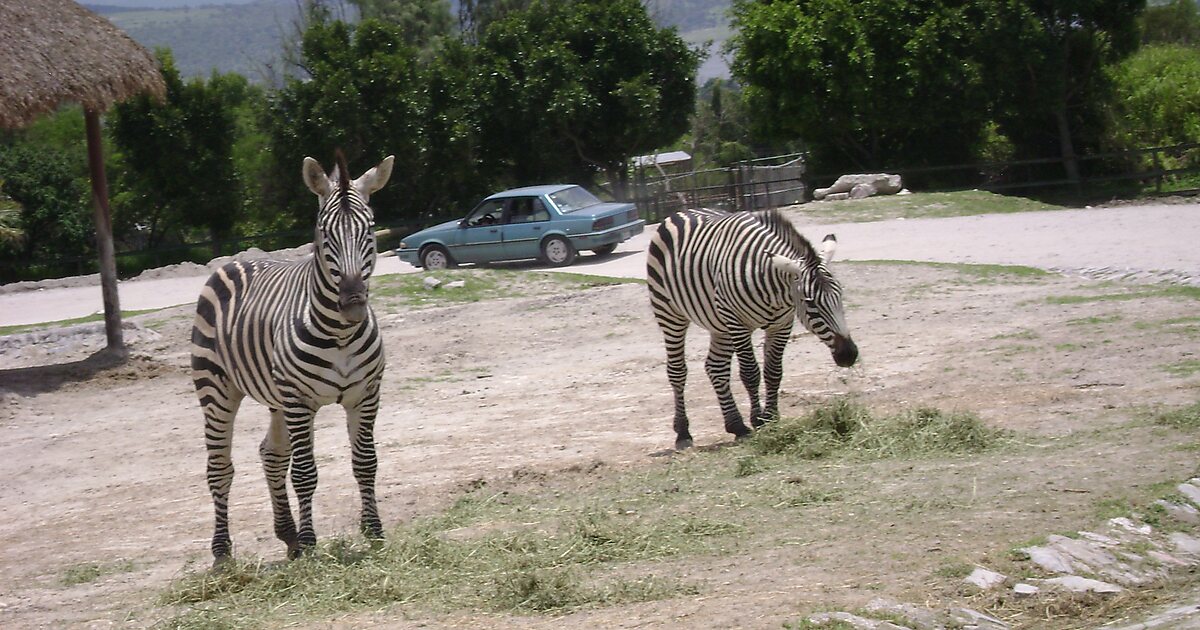 africam-safari-in-puebla-mexico-sygic-travel