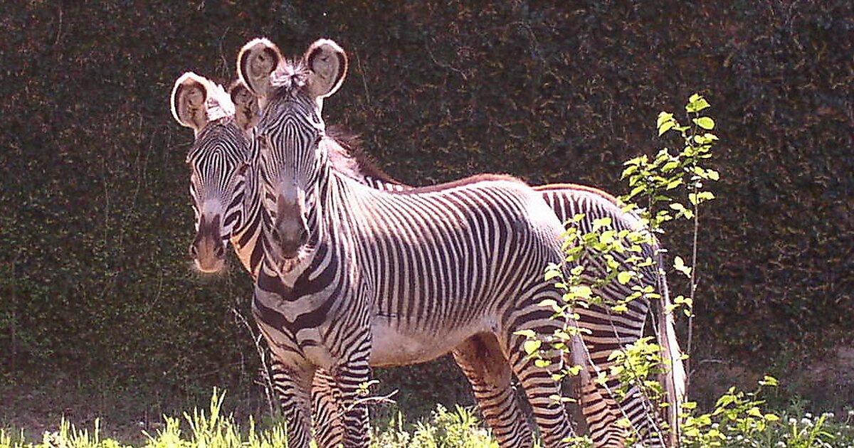 animal safari jackson ms