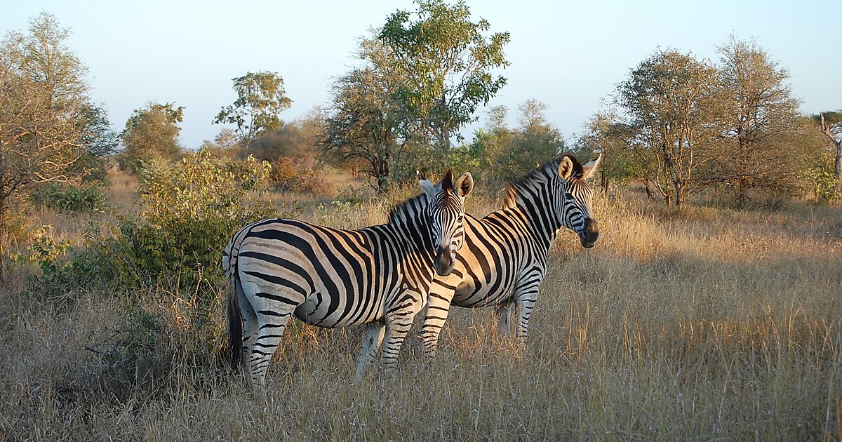 Parque nacional Kruger en Sudáfrica | Tripomatic