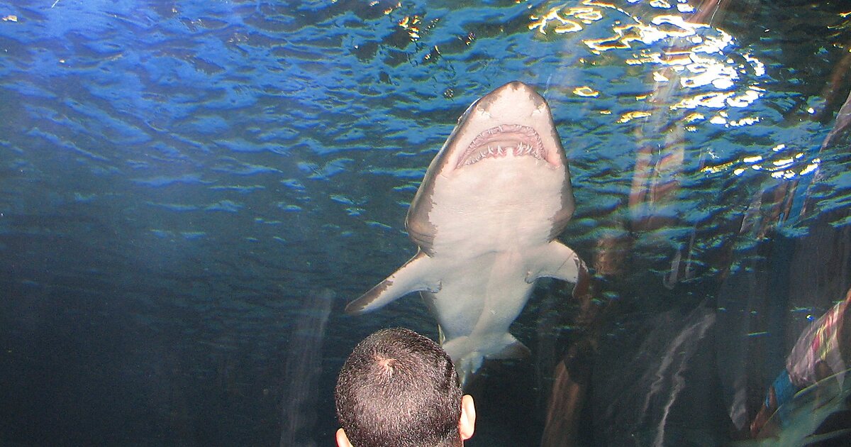 Newport Aquarium in Covington, Kentucky, United States Sygic Travel