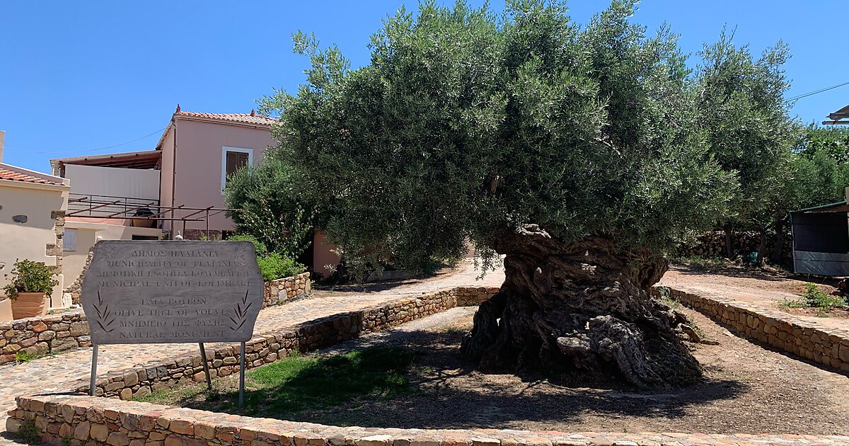 Olive Tree Museum of Vouves in Ano Vouves, Greece | Sygic Travel