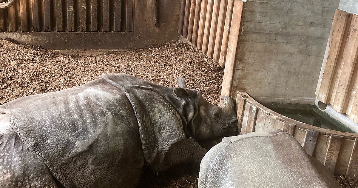 Basel Zoological Garden in Bachletten, Basel, Switzerland Sygic Travel