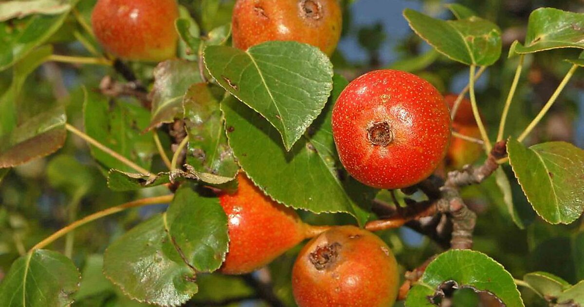 Pyrus pyraster in Arnsdorf, Deutschland | Sygic Travel