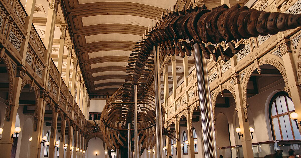 CHILEAN NATIONAL MUSEUM OF NATURAL HISTORY visual data 3