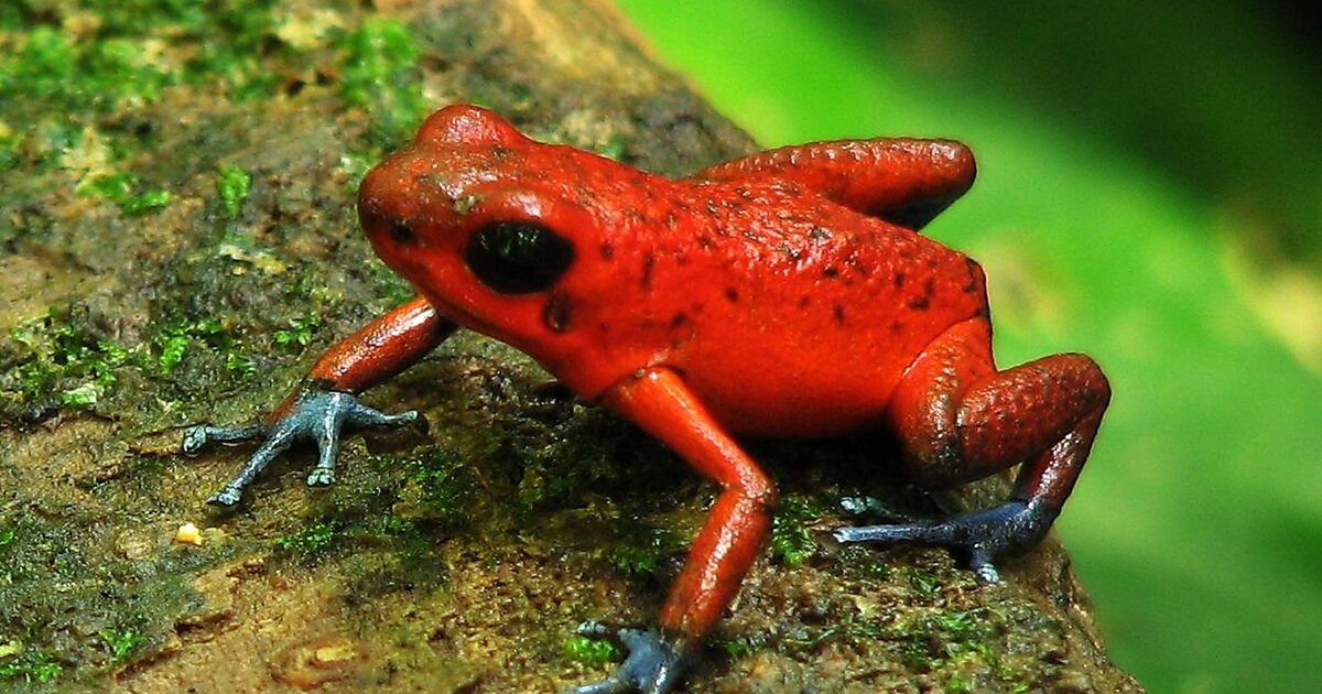 Tortuguero National Park in Limón, Costa Rica | Sygic Travel