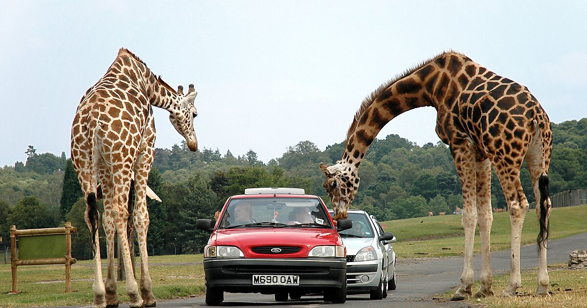 west midlands safari park wild dogs escape