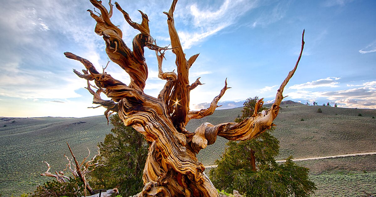 Methuselah Tree in Inyo County, California | Tripomatic