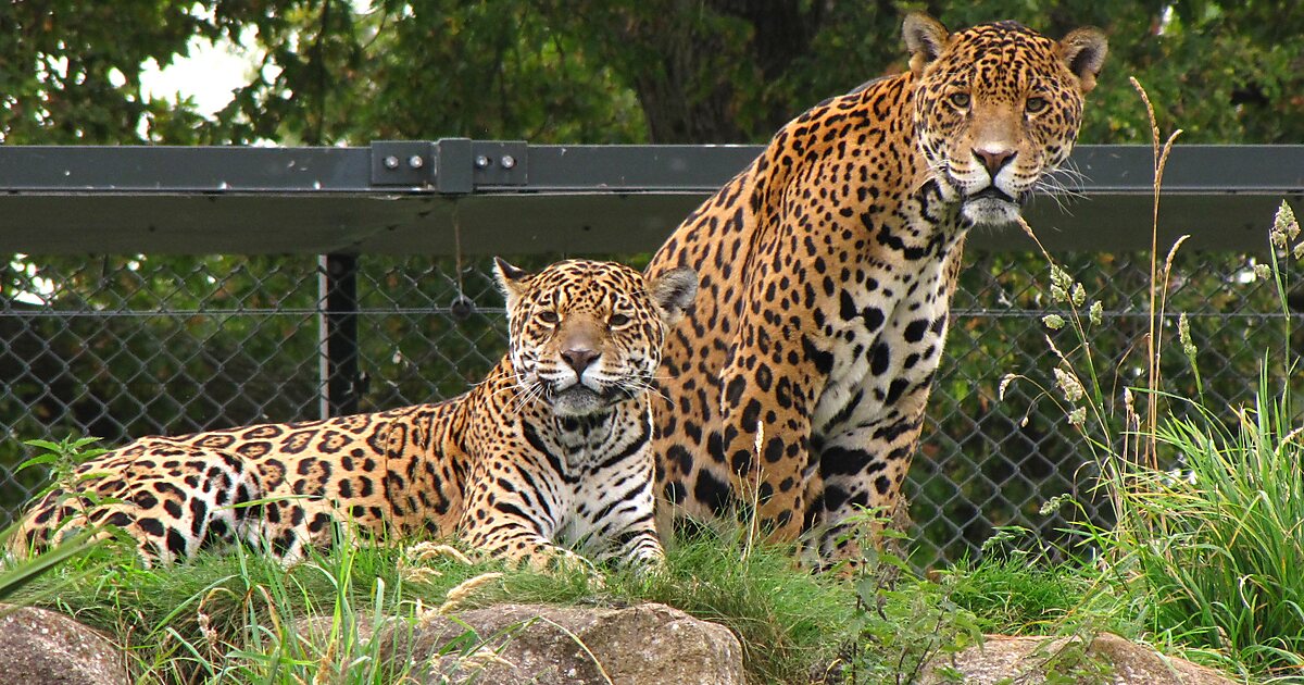 inside-chester-zoo-s-new-lion-habitat-manchester-evening-news