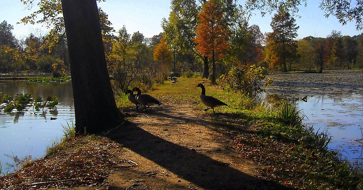 Kenilworth Aquatic Gardens in Washington Sygic Travel