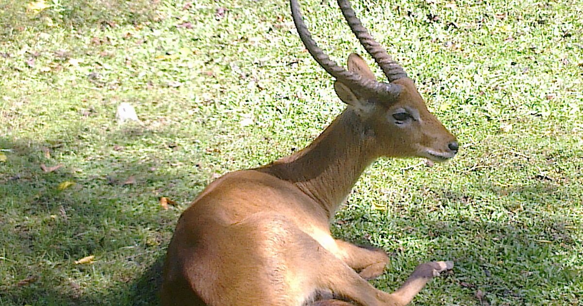 Bali Safari And Marine Park In Lebih Indonesia Sygic Travel