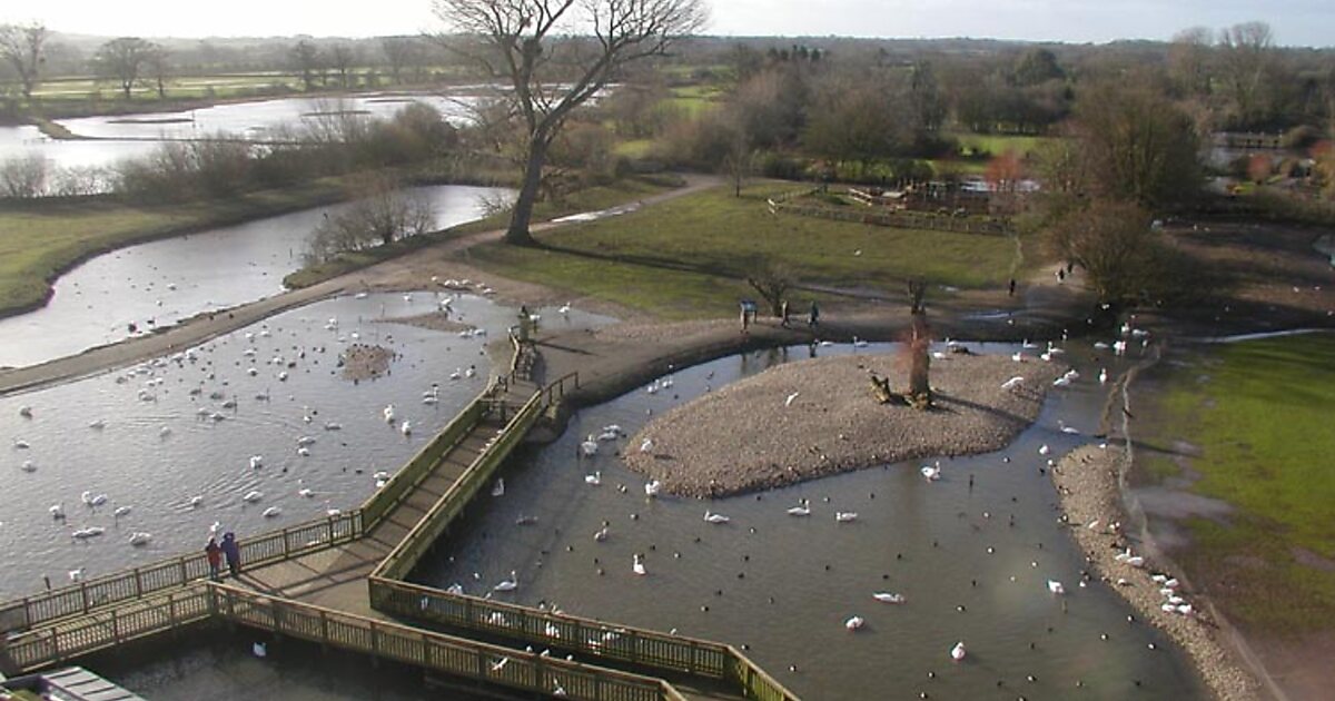WWT Slimbridge Wetlands Centre in Slimbridge, UK Sygic Travel