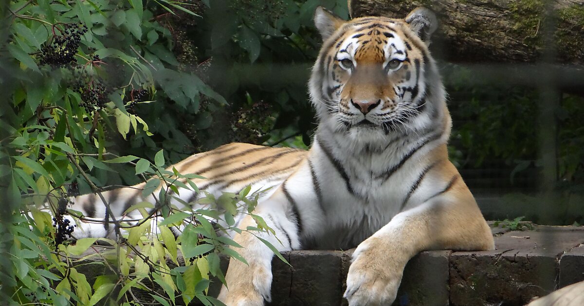 Port Lympne Reserve in Lympne, UK Sygic Travel