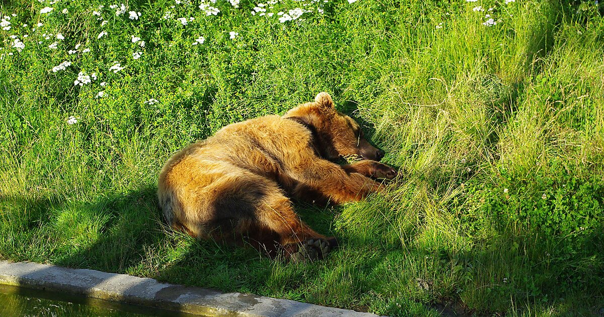 Bear Park in Bern, Switzerland Sygic Travel