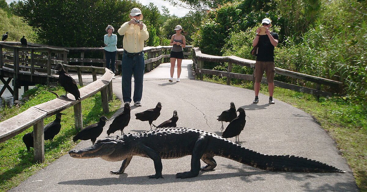 anhinga travel