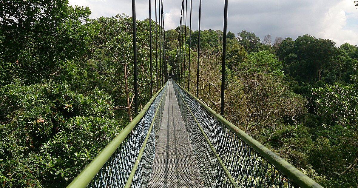 MacRitchie-Stausee in Singapur | Tripomatic