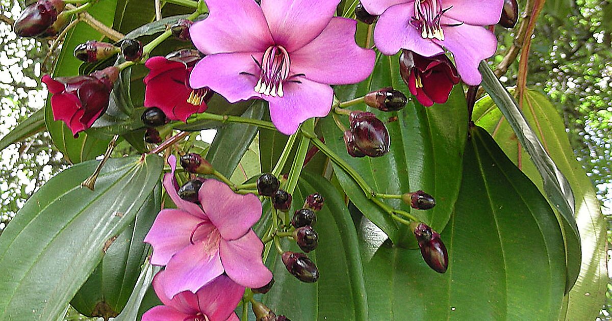 Bogotá Botanical Garden in Localidad Engativá Sygic Travel