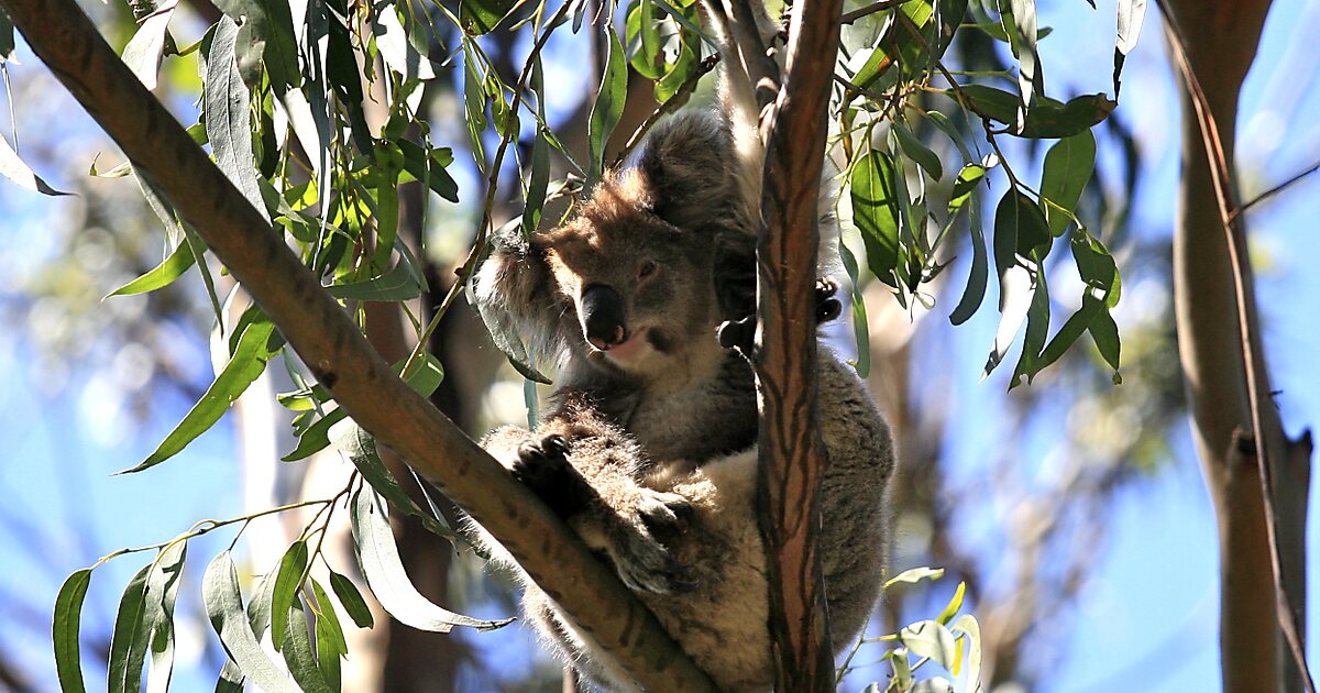 Koala Park In Sydney Australia Sygic Travel 6210