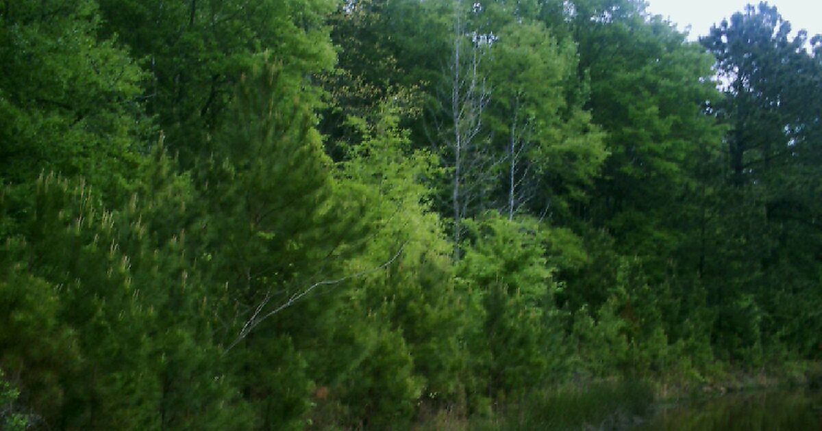 Piney Woods in Texas, USA Sygic Travel