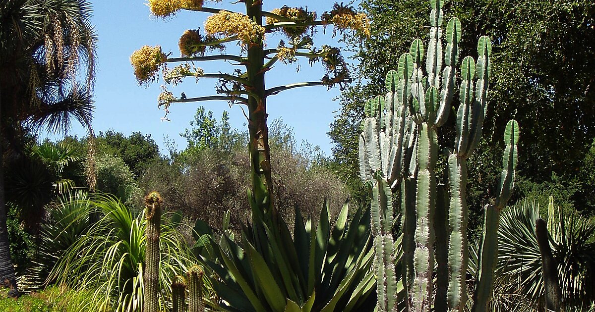 Arizona Cactus Garden — Wikipédia