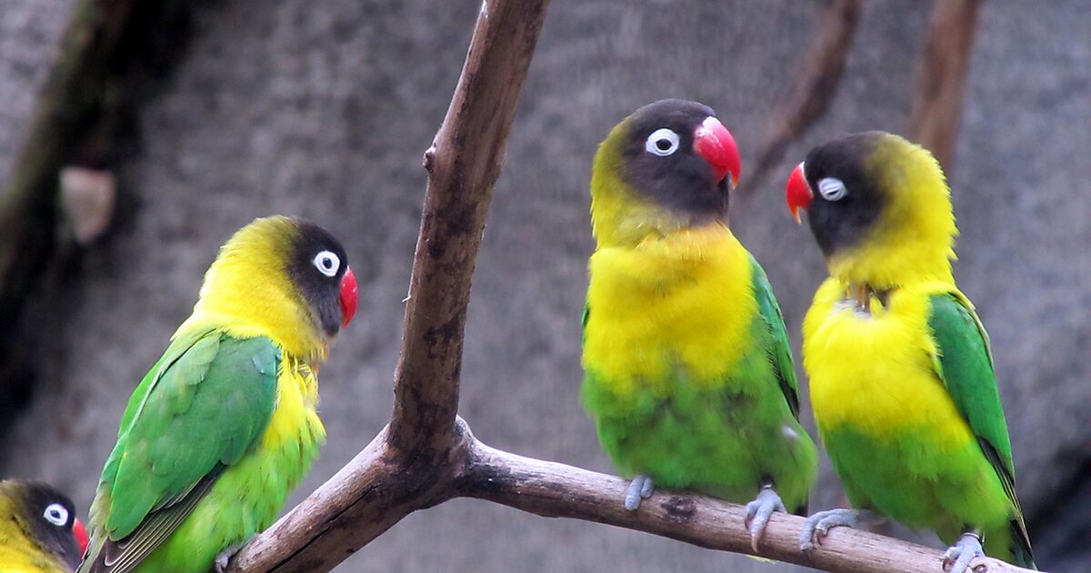 Kansas City Zoo in Kansas City, Kansas | Sygic Travel