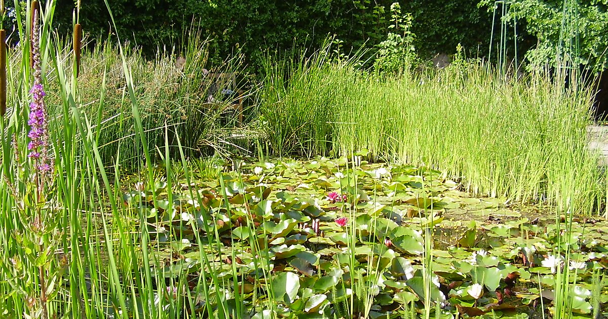 Old Botanical Garden Of Gottingen University In Innenstadt