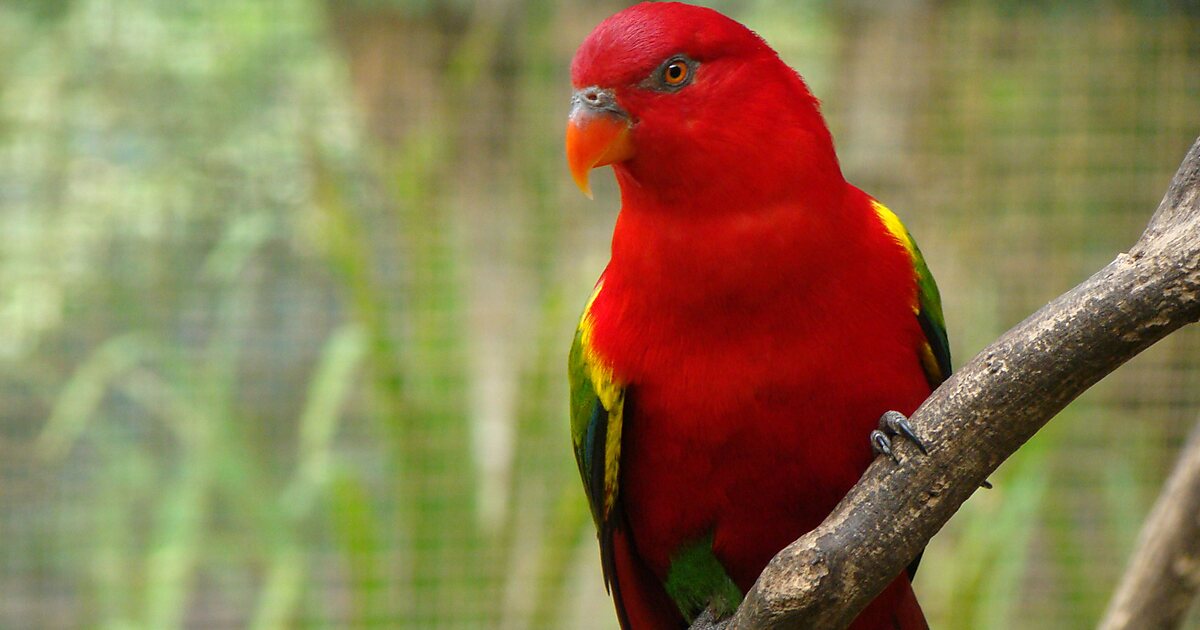 Kuala Lumpur Bird Park in Kuala Lumpur, Malaysia | Sygic Travel