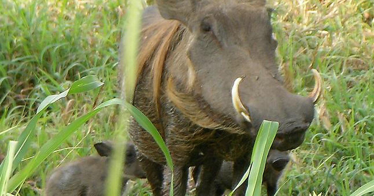 Parc national de Gorongosa - Sofala, Mozambique | Tripomatic