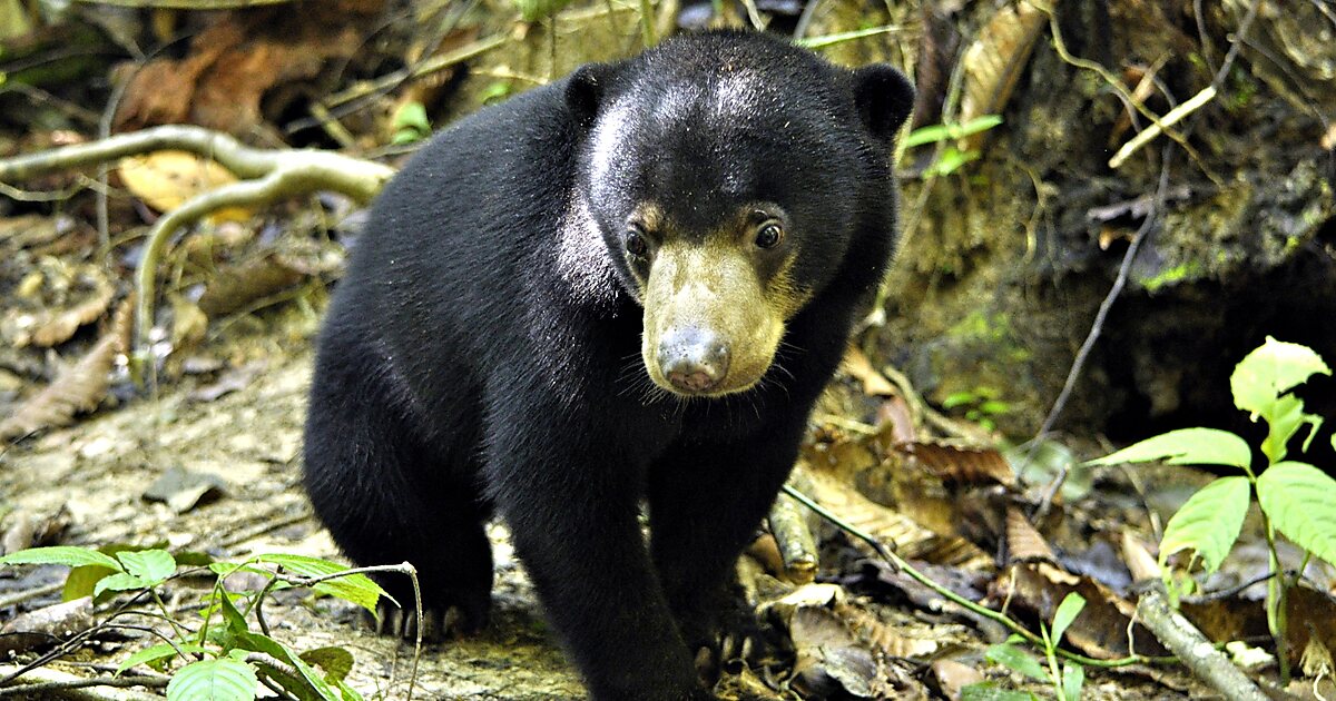 Bornean Sun Bear Conservation Centre in Borneo, Malaysia | Sygic Travel