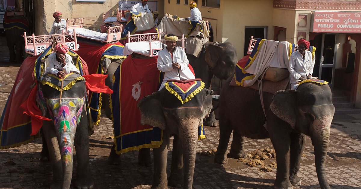 Elefantastic in Jaipur Sygic Travel